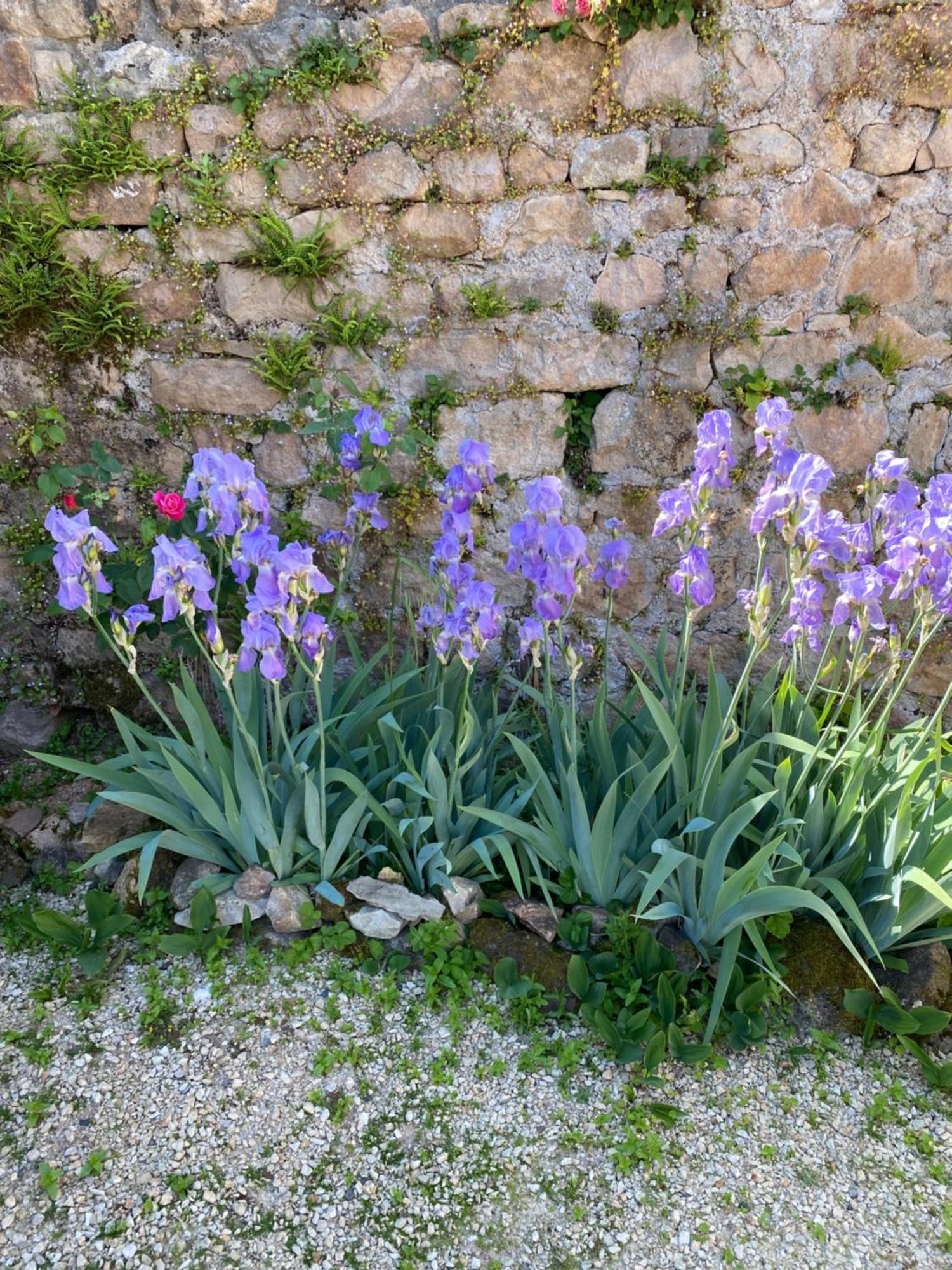 Ferme Fleurie Bergesserin Exterior foto